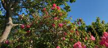 Eugénie Guinoisseau rose photo