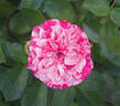 Gaudy™Pixie rose photo