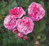Gaudy™Pixie rose photo