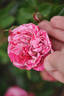 Gaudy™Pixie rose photo