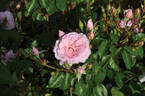 Blush™ Winterjewel rose photo