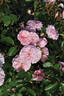 Blush™ Winterjewel rose photo