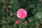 Allure™ Winterjewel rose photo