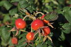 Berry-Bush™ Aurora ® rose photo