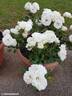Princess of Wales rose photo