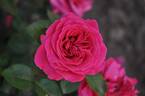 Alexia Frayla rose photo