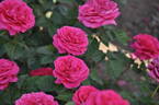 Alexia Frayla rose photo