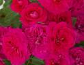 Sunblaze Dragon Fruit rose photo