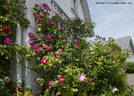 Global Water rose photo