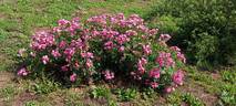 Gartendirektor Otto Linne rose photo