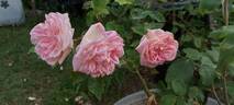 Grace Darling rose photo