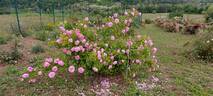 Gros Choux d'Hollande rose photo