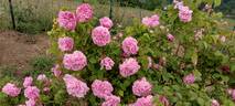 Gros Choux d'Hollande rose photo
