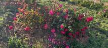 Gruss an Teplitz rose photo