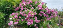Harlow Carr ™ rose photo