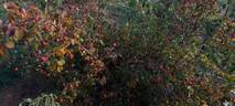 Henri Martin rose photo
