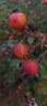 Henri Martin rose photo