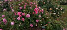 Hyde Hall rose photo