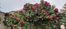 Highgrove rose photo