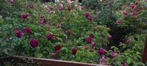 Hippolyte rose photo