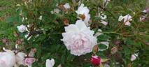 Indica Major rose photo