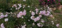 Indica Major rose photo