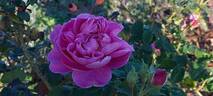 Indigo rose photo
