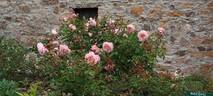 Irène Watts rose photo