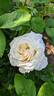 Easy Spirit ™ rose photo