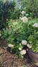 Easy Spirit ™ rose photo