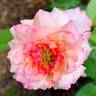 Southern Sweet Tea rose photo