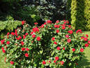 Rheinaupark ® rose photo