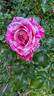 Raspberry Cream Twirl rose photo