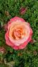 Colorific rose photo