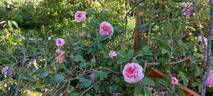 Queen of Denmark rose photo