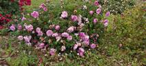 La Maculée rose photo