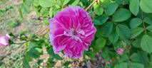 La Maculée rose photo