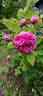 La Reine rose photo
