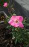 Akira Ogawa ™ rose photo