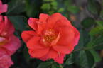 Rise Up Emberays™ rose photo