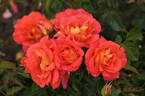 Rise Up Emberays™ rose photo