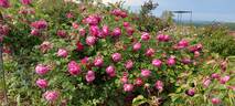 Lady of Megginch rose photo