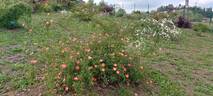 Lady Penzance rose photo