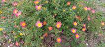 Lady Penzance rose photo