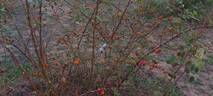 Lady Penzance rose photo