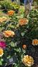 St. Tropez rose photo