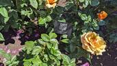 St. Tropez rose photo