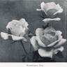 Hortulanus Fiet rose photo