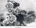 De la Grifferaie rose photo