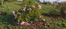Lady Salisbury rose photo